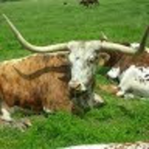 chariscattle
